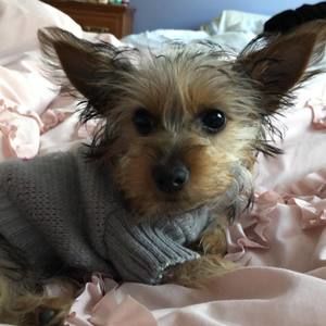 Meet your Posher, Robin